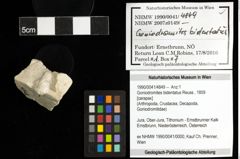 Foto (Objekt + Etiketten) von Goniodromites bidentatus (Reuss, 1859) 
